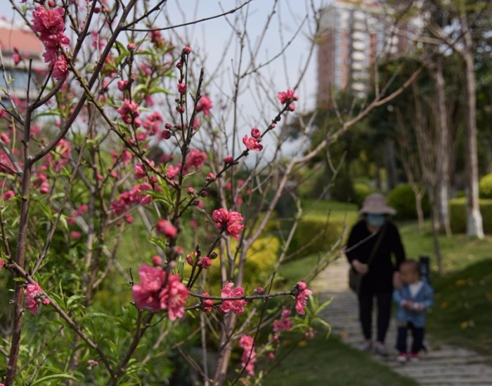 環杏林灣綠道濱水段盛開桃花  (林志杰攝影）-11.jpg
