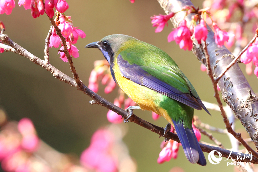 櫻花枝頭的橙腹葉鵯雄鳥。人民網記者 陳博攝